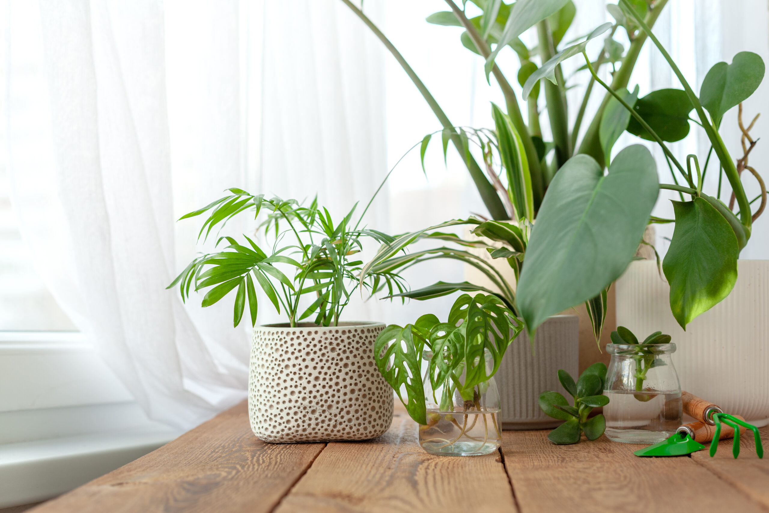 Can Plants Improve Indoor Air Quality?
